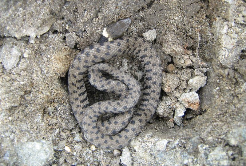 Natrix natrix da vicino vicino